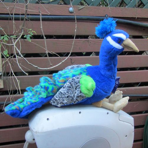 Columbo peacock