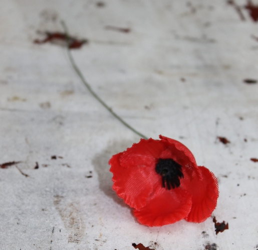 Poppy with stem - Poppy with stem