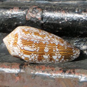 Seashell – Textile Pattern Brown
