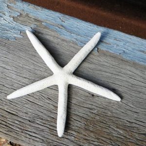 Starfish – Five Fingered Medium