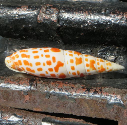 Seashell - Orange Spiral Small