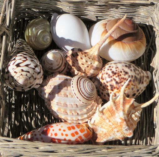 Seashell Mix - Seashell Mix