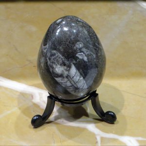 Nautiloid Fossil Egg & Stand