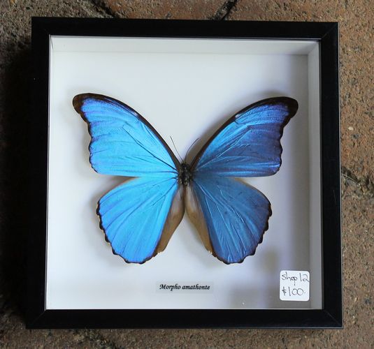 Morpho Amathonte Butterfly - Framed - morpeth antique centre hunter valley shop 12 bits and bugs ulysses butterfly bat spider moth scorpion australian framed insect