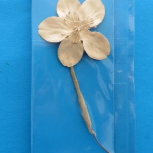 German Charity Flower Sprig