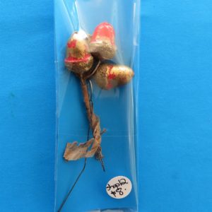 German Charity Acorn Pin