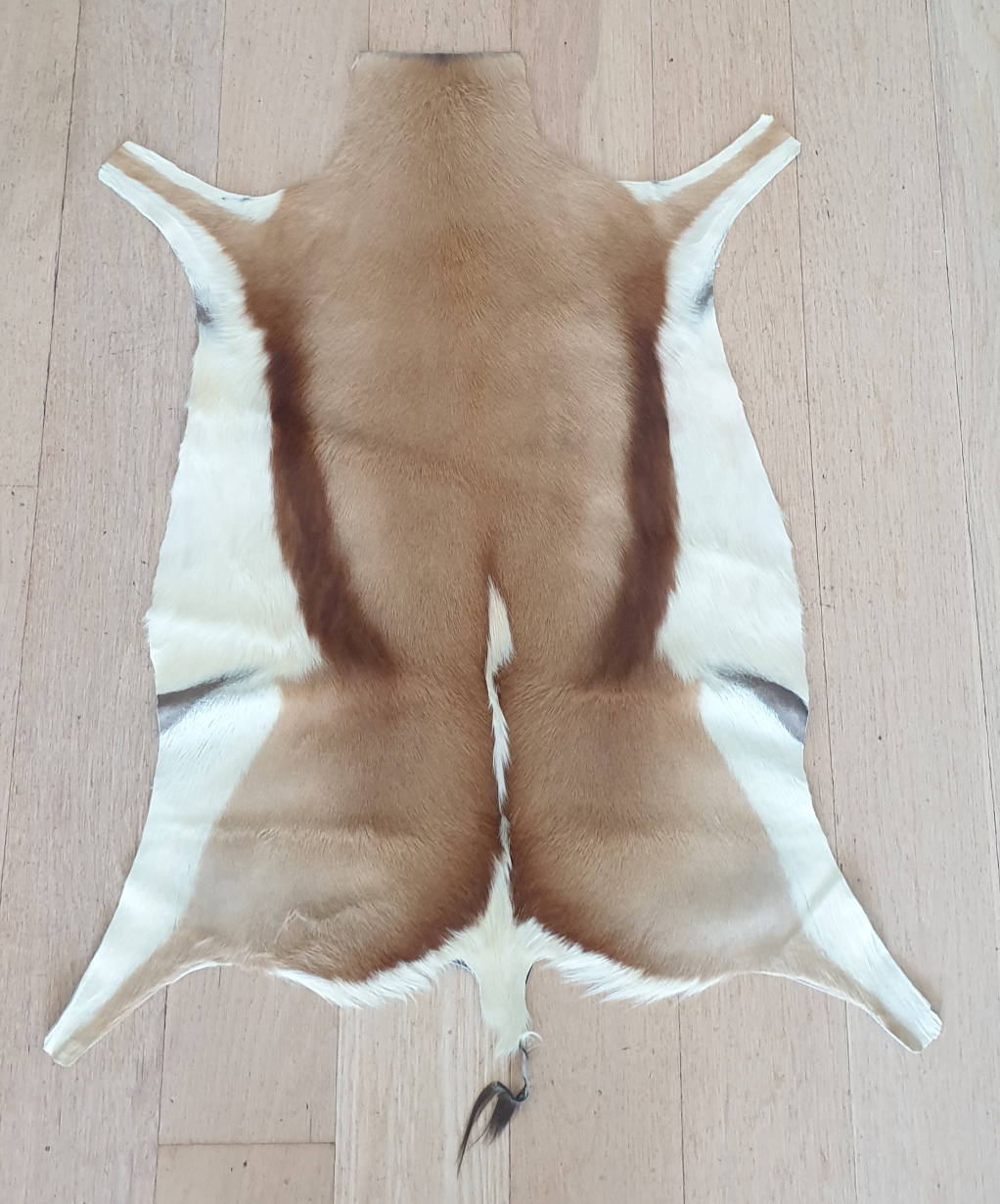 Sprinkbok Hide - morpeth antique centre hunter valley south african wildebeest tanned leather skin hide floor rug mat throw cushion springbok