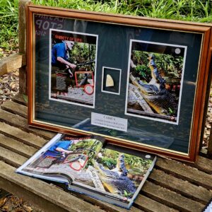 Cassius the Crocodile Tooth – Framed – SOLD