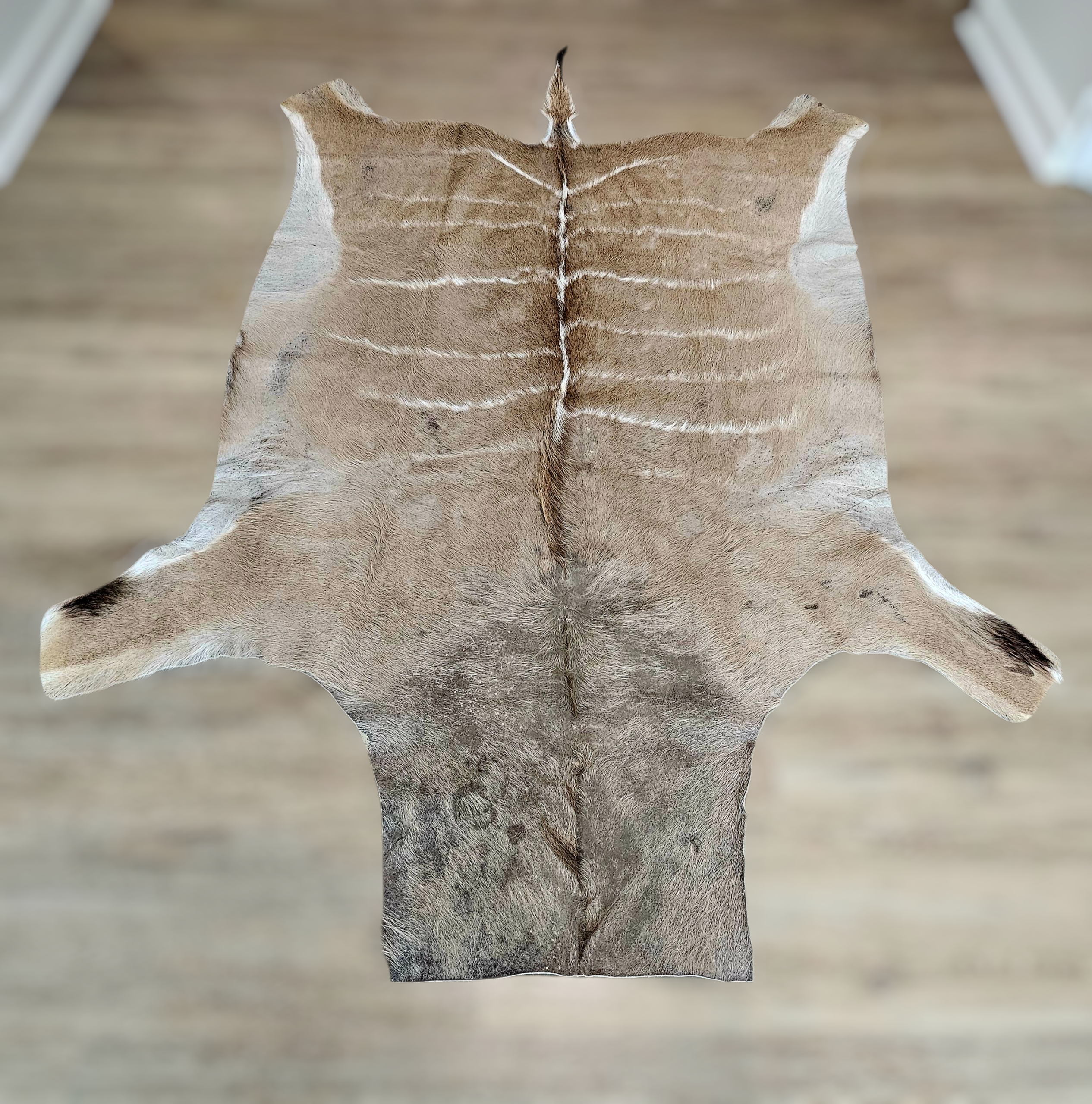 Kudu Hide - morpeth antique centre hunter valley kudu male antelope hide africa designer rug wall hanging art