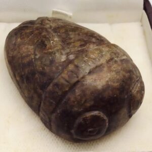 Chinese Cicada Toggle