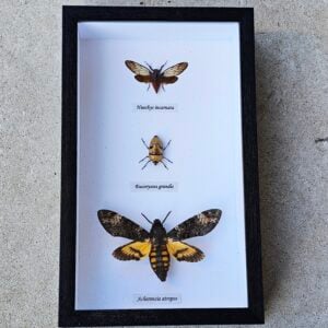 Death Trio – Framed