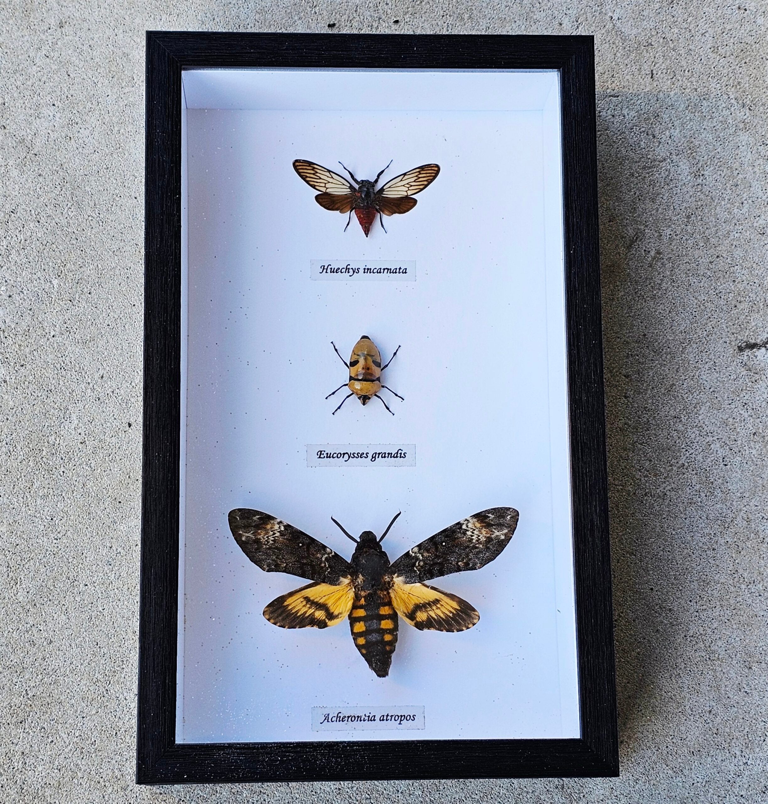 Death Trio - Framed - morpeth antique centre hunter valley region vintage death head moth bug insect cicada silence of the lamps jodie foster don't you hurt my little dog atropos skull macabre